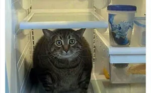 Cat Owners Share The Weirdest Places Their Cats End Up In (50 Pics)