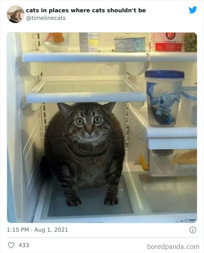 Owners-Share-Weirdest-Places-Cats-End-Up