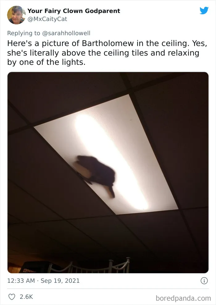 Cat Owners Share The Weirdest Places Their Cats End Up In (50 Pics)