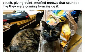 Cat Owners Share The Weirdest Places Their Cats End Up In (50 Pics)
