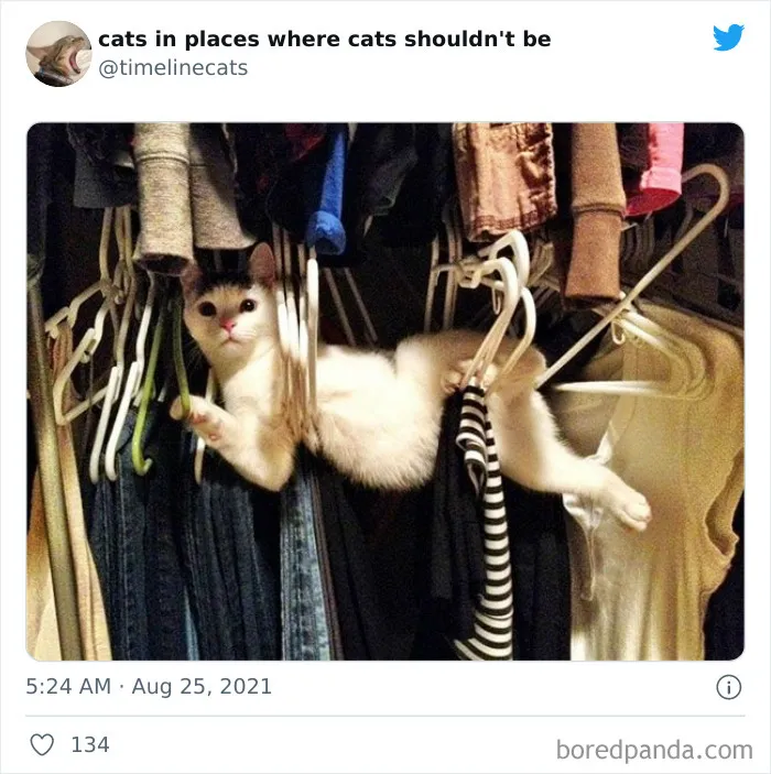 40 Dueños de gatos muestran los sitios más insólitos en los que han encontrado a sus mascotas