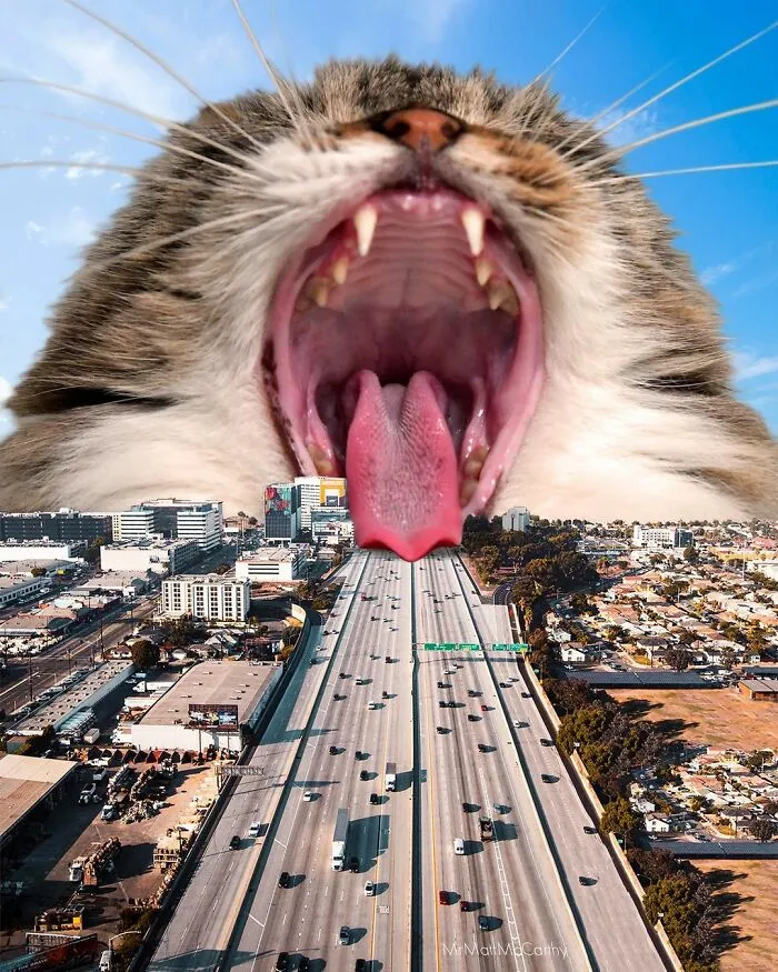 91 Surreal Photo Edits With Giant Cats By Matt McCarthy (New Pics)