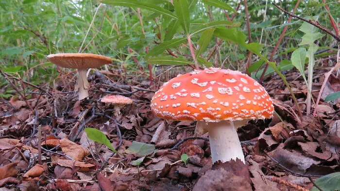 Nature’s Sneaky Surprise