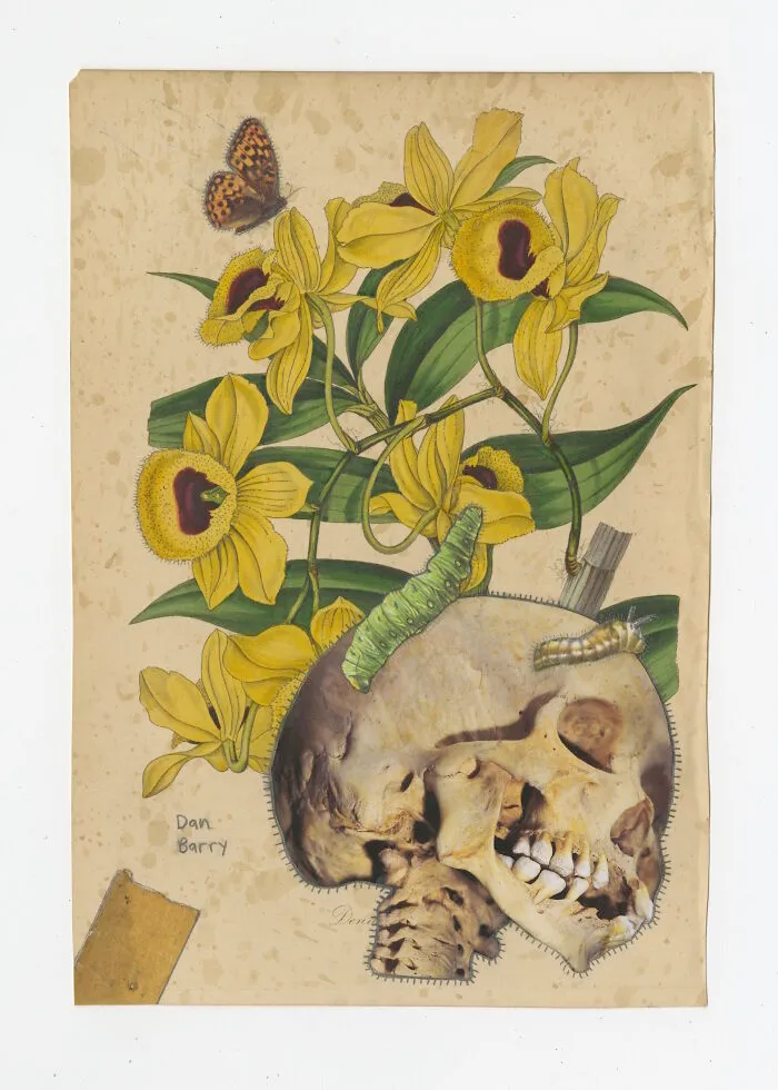 Denalia Speciosa, 2021