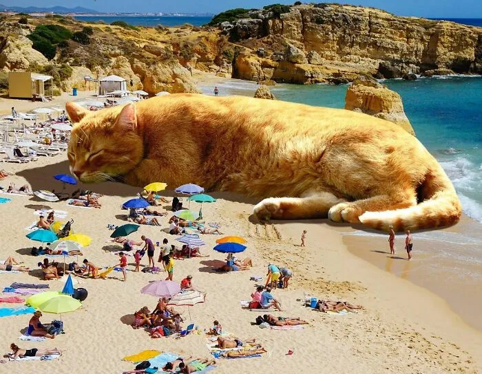 91 Surreal Photo Edits With Giant Cats By Matt McCarthy (New Pics)