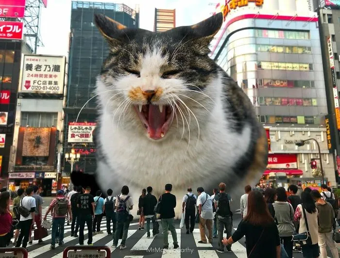 91 Surreal Photo Edits With Giant Cats By Matt McCarthy (New Pics)