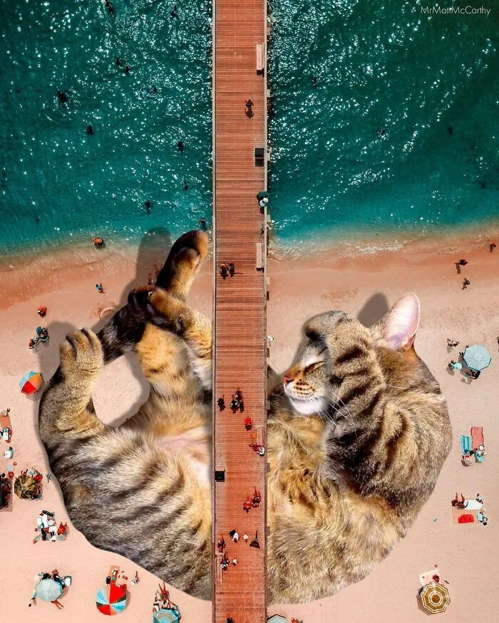 91 Surreal Photo Edits With Giant Cats By Matt McCarthy (New Pics)