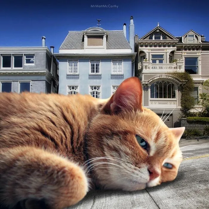91 Surreal Photo Edits With Giant Cats By Matt McCarthy (New Pics)