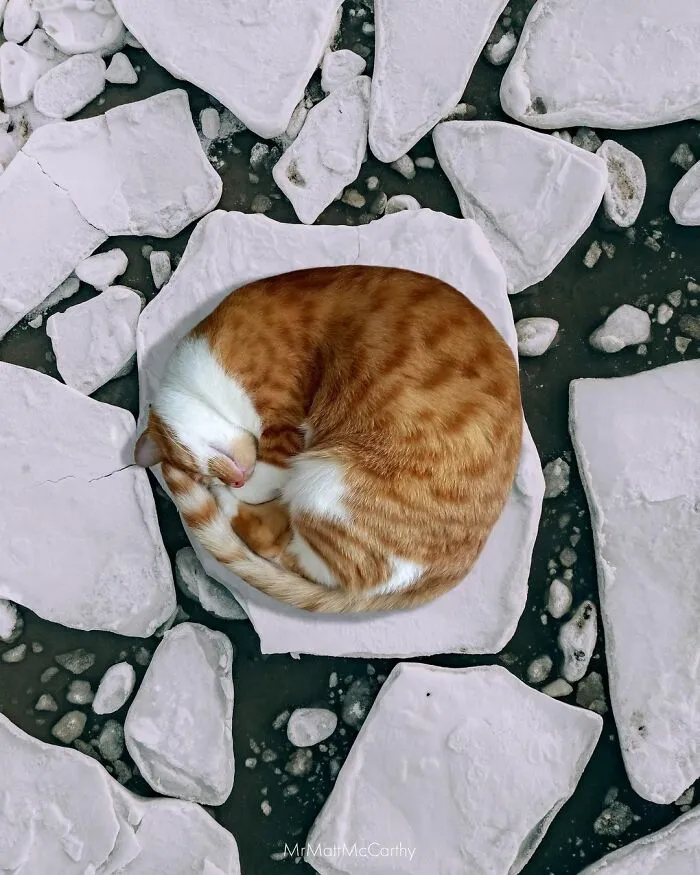 91 Surreal Photo Edits With Giant Cats By Matt McCarthy (New Pics)