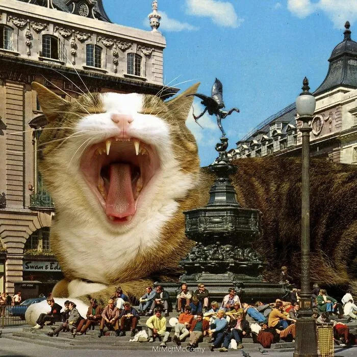91 Surreal Photo Edits With Giant Cats By Matt McCarthy (New Pics)