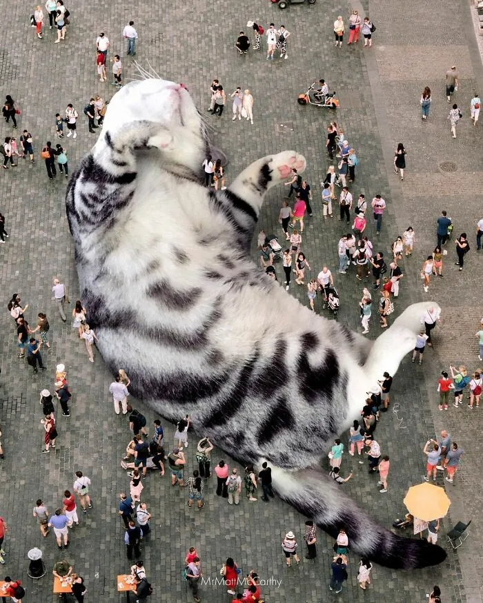 91 Surreal Photo Edits With Giant Cats By Matt McCarthy (New Pics)