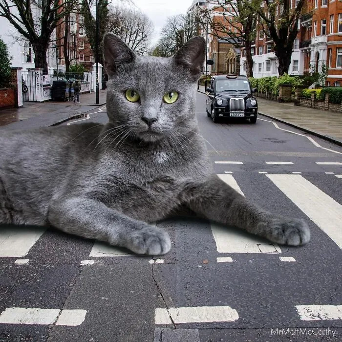 91 Surreal Photo Edits With Giant Cats By Matt McCarthy (New Pics)