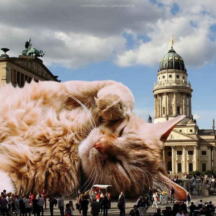 91 Surreal Photo Edits With Giant Cats By Matt McCarthy (New Pics)