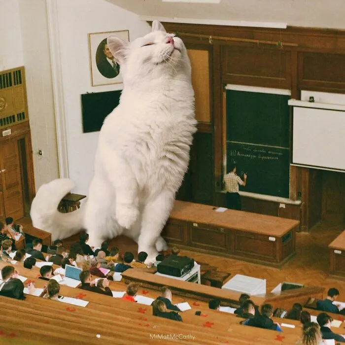 91 Surreal Photo Edits With Giant Cats By Matt McCarthy (New Pics)