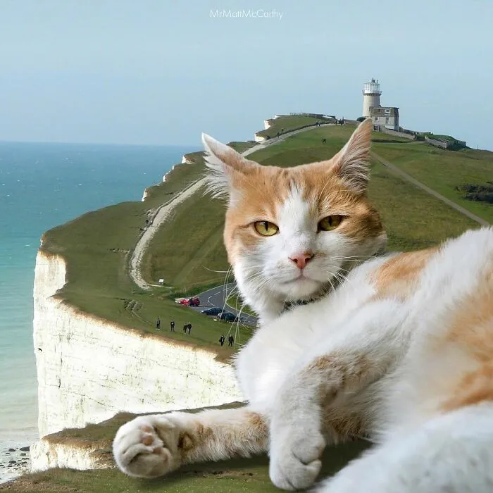 91 Surreal Photo Edits With Giant Cats By Matt McCarthy (New Pics)