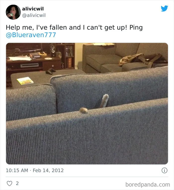 Cat Owners Share The Weirdest Places Their Cats End Up In (50 Pics)