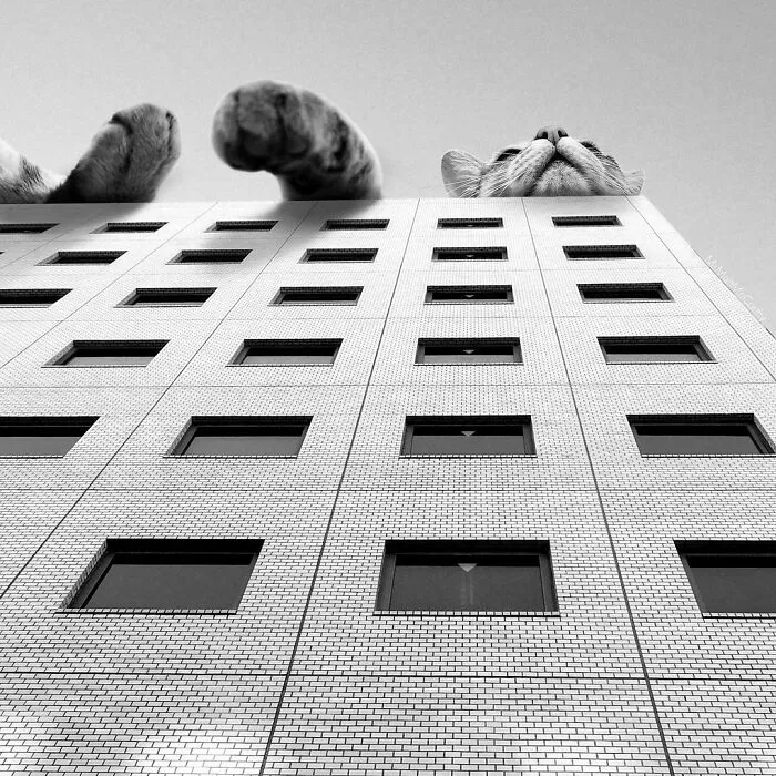 91 Surreal Photo Edits With Giant Cats By Matt McCarthy (New Pics)