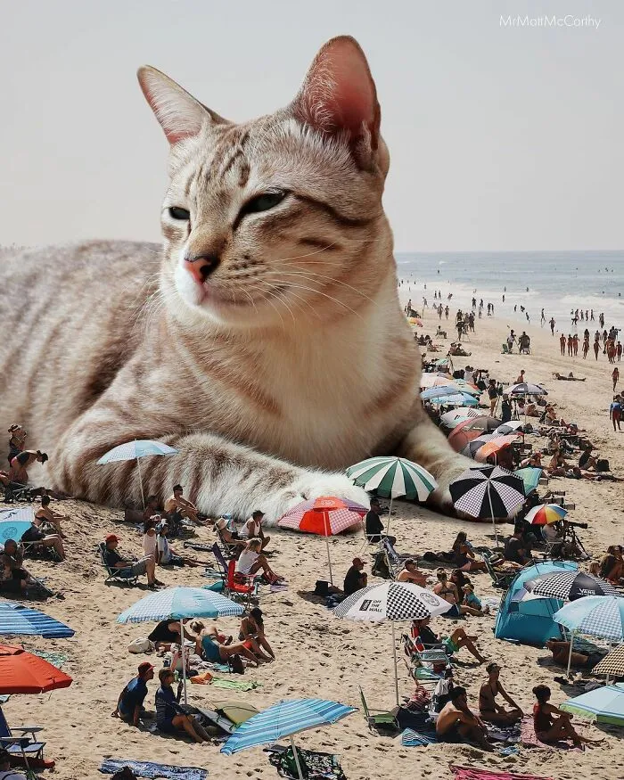 91 Surreal Photo Edits With Giant Cats By Matt McCarthy (New Pics)