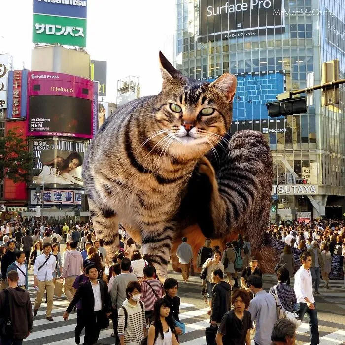 91 Surreal Photo Edits With Giant Cats By Matt McCarthy (New Pics)