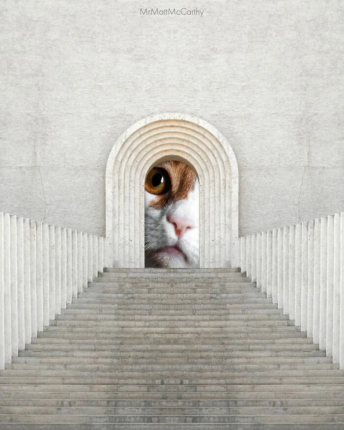 91 Surreal Photo Edits With Giant Cats By Matt McCarthy (New Pics)