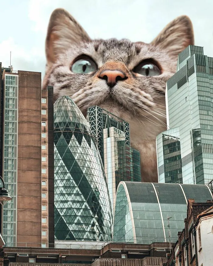 91 Surreal Photo Edits With Giant Cats By Matt McCarthy (New Pics)