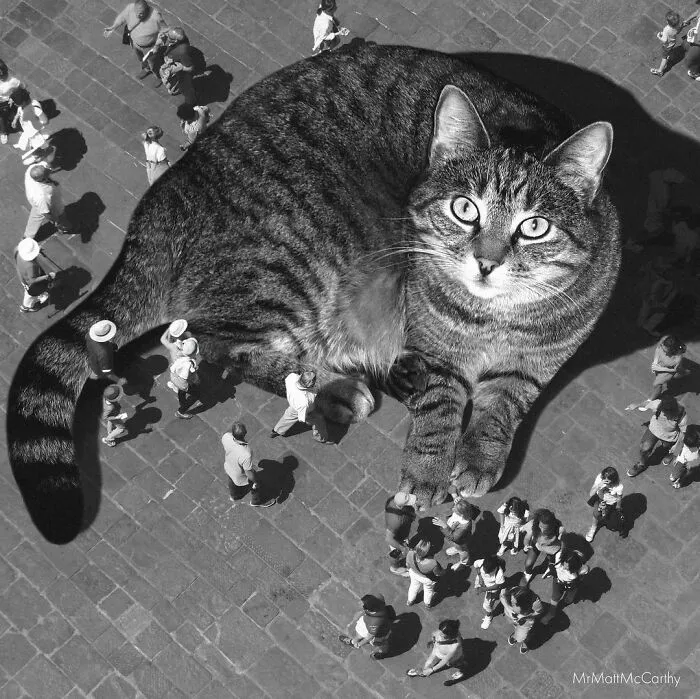 91 Surreal Photo Edits With Giant Cats By Matt McCarthy (New Pics)