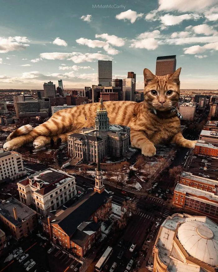 91 Surreal Photo Edits With Giant Cats By Matt McCarthy (New Pics)