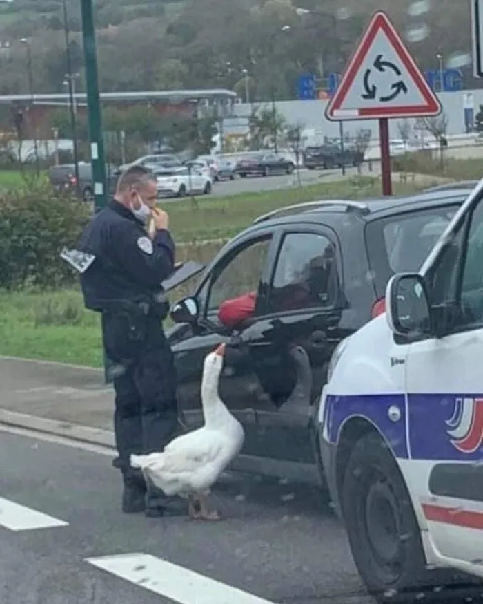 This Facebook Page Is All About Animal Images That Need To Be Seen (50 New Pics)