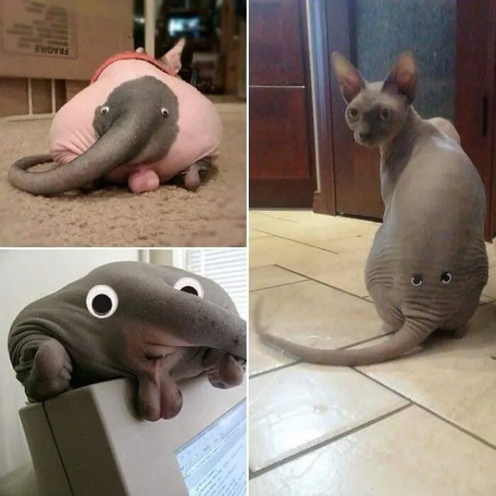 This Facebook Page Is All About Animal Images That Need To Be Seen (50 New Pics)