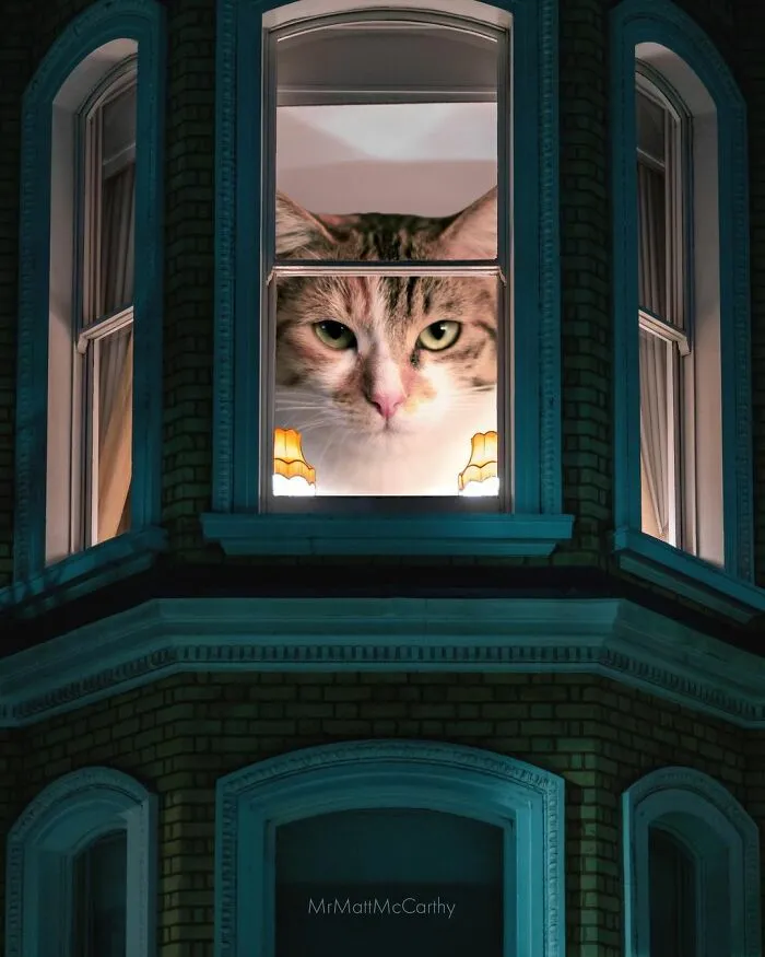 91 Surreal Photo Edits With Giant Cats By Matt McCarthy (New Pics)