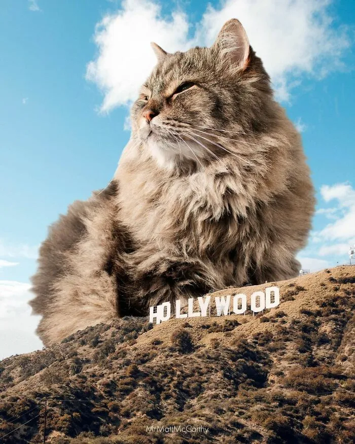 91 Surreal Photo Edits With Giant Cats By Matt McCarthy (New Pics)