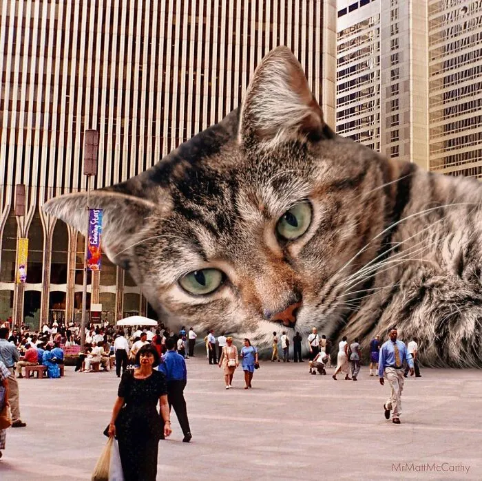 91 Surreal Photo Edits With Giant Cats By Matt McCarthy (New Pics)