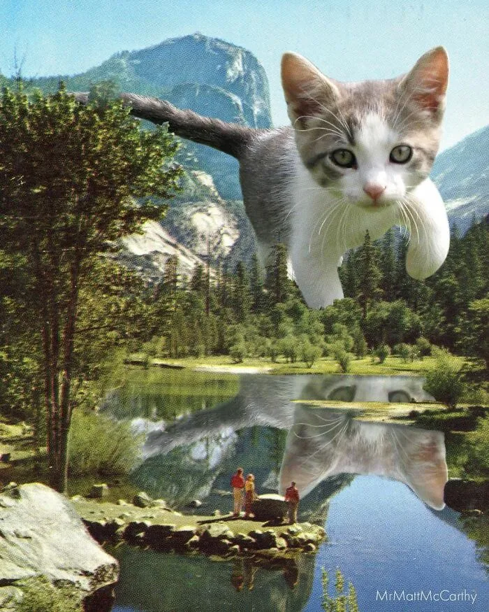 91 Surreal Photo Edits With Giant Cats By Matt McCarthy (New Pics)