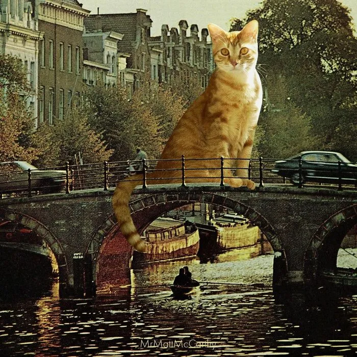91 Surreal Photo Edits With Giant Cats By Matt McCarthy (New Pics)