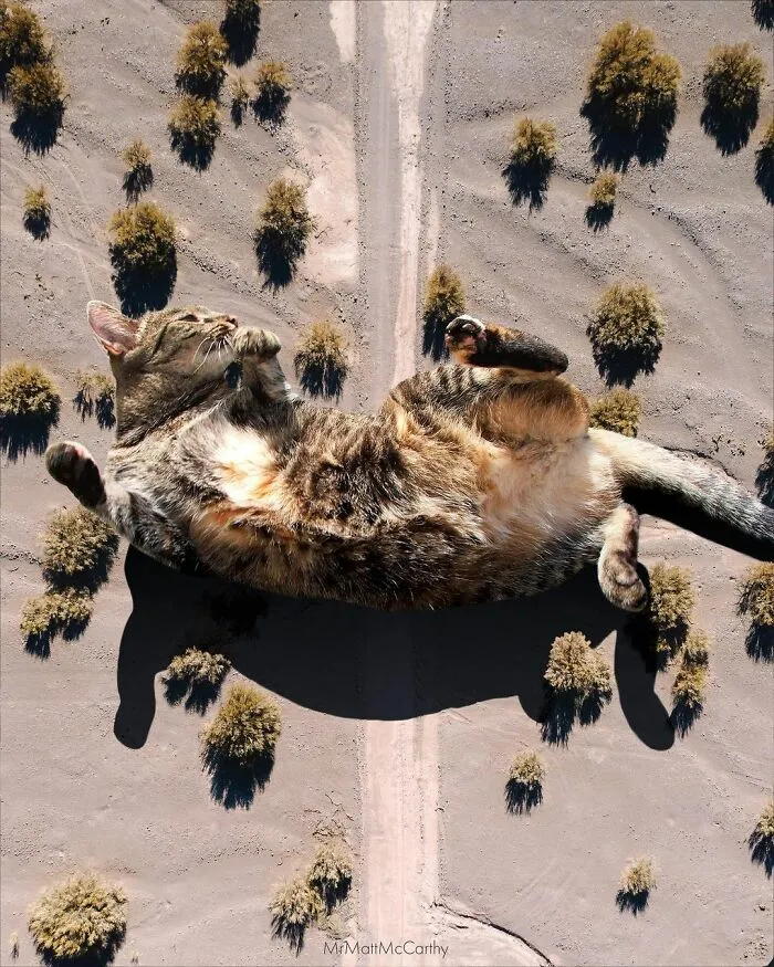 91 Surreal Photo Edits With Giant Cats By Matt McCarthy (New Pics)