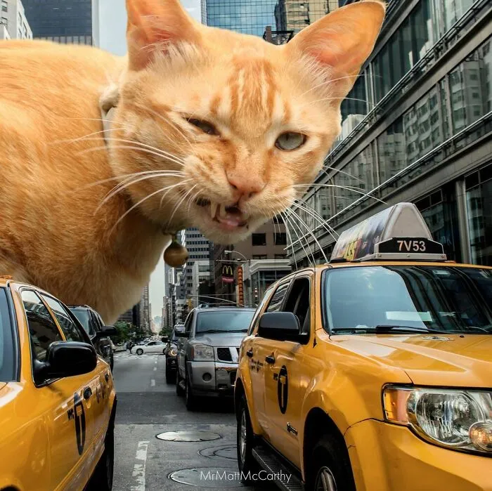 91 Surreal Photo Edits With Giant Cats By Matt McCarthy (New Pics)