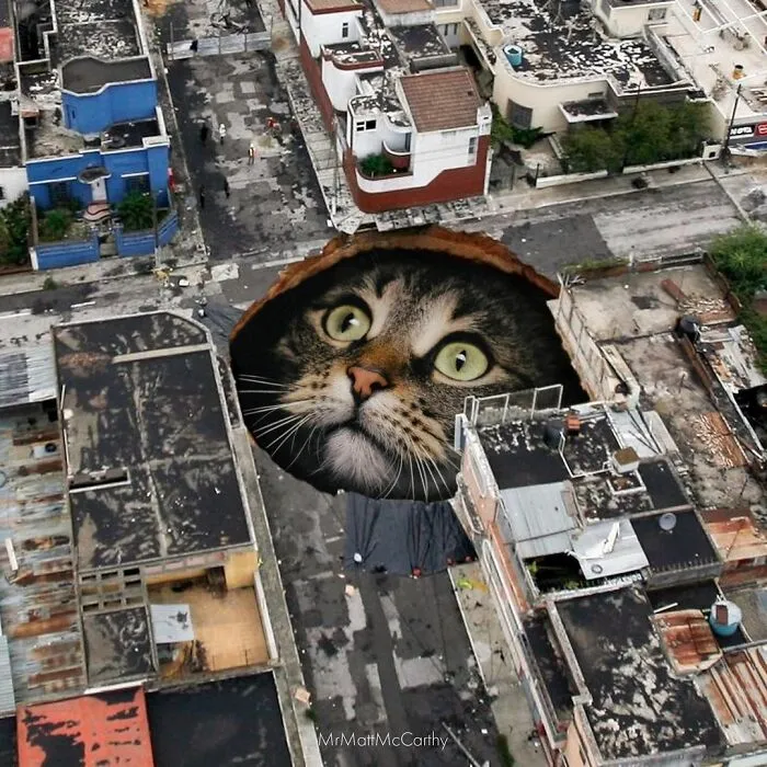91 Surreal Photo Edits With Giant Cats By Matt McCarthy (New Pics)