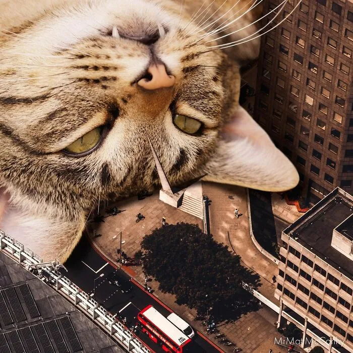 91 Surreal Photo Edits With Giant Cats By Matt McCarthy (New Pics)