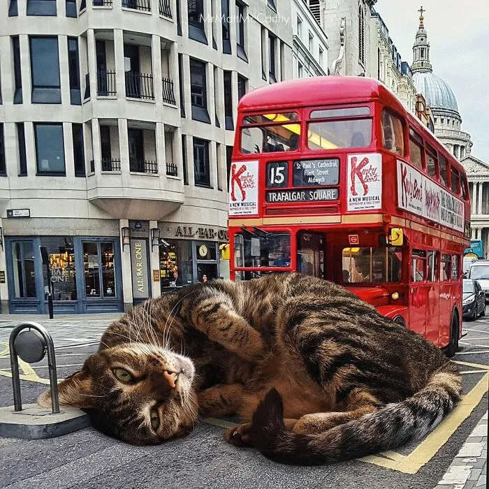 91 Surreal Photo Edits With Giant Cats By Matt McCarthy (New Pics)