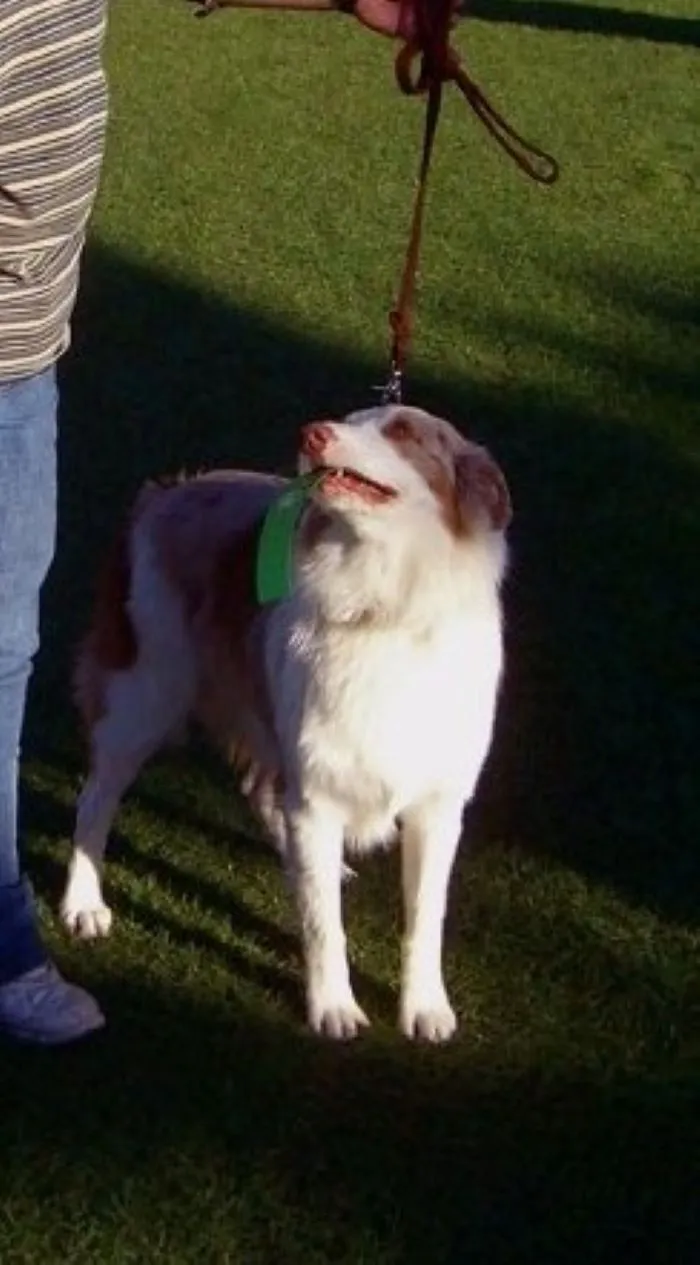 I Haz A Ribbon.  I Know Who The Good Boy Is!
