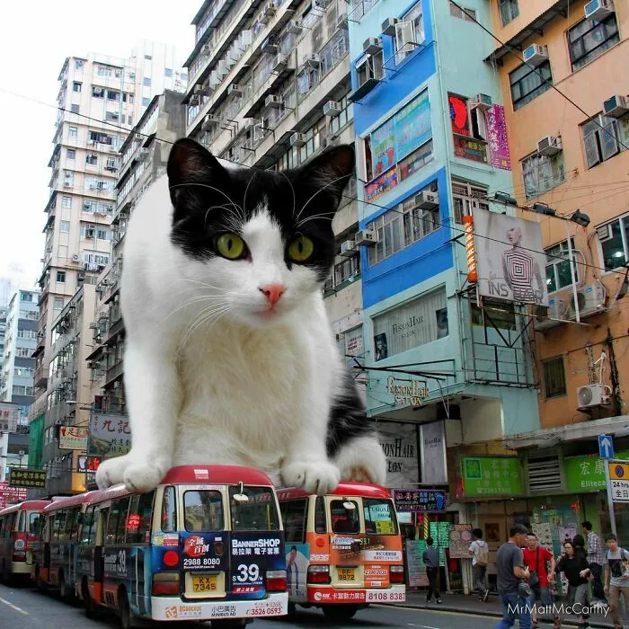 91 Surreal Photo Edits With Giant Cats By Matt McCarthy (New Pics)
