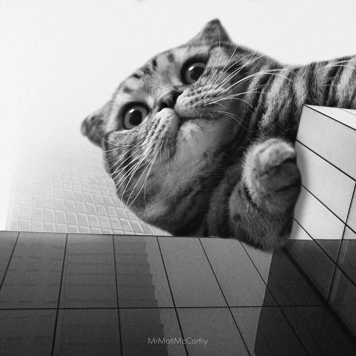 91 Surreal Photo Edits With Giant Cats By Matt McCarthy (New Pics)