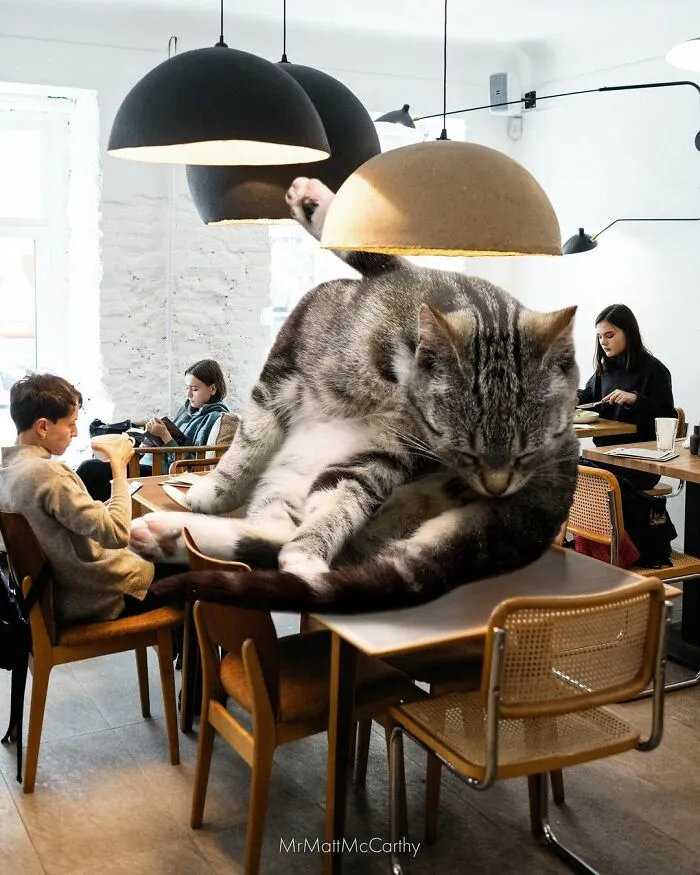 91 Surreal Photo Edits With Giant Cats By Matt McCarthy (New Pics)