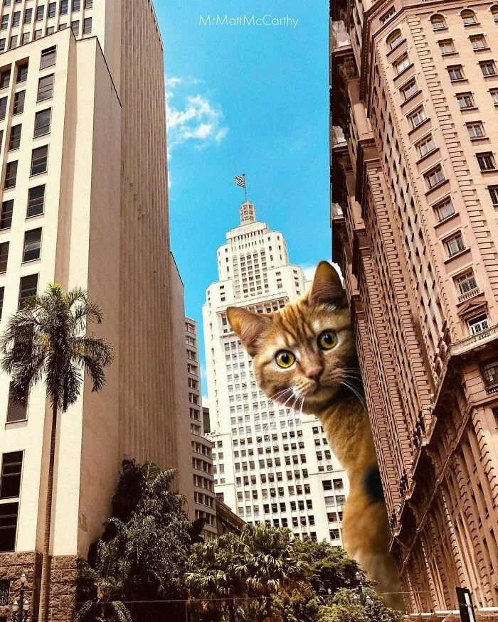 91 Surreal Photo Edits With Giant Cats By Matt McCarthy (New Pics)