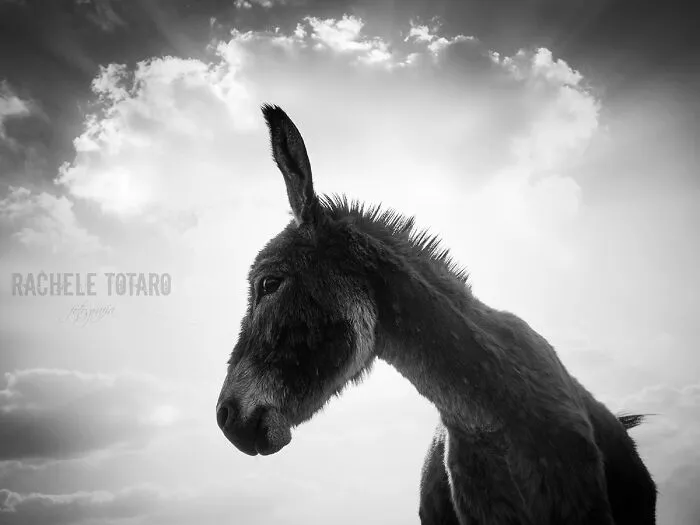 I Work At A Donkey Sanctuary Where I Photograph Their Beauty And Cuteness (30 Pics)
