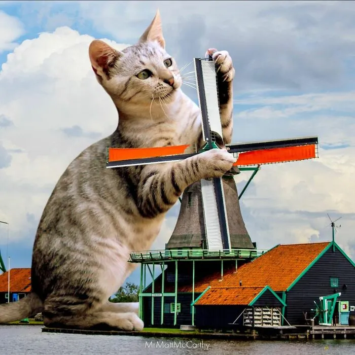 91 Surreal Photo Edits With Giant Cats By Matt McCarthy (New Pics)