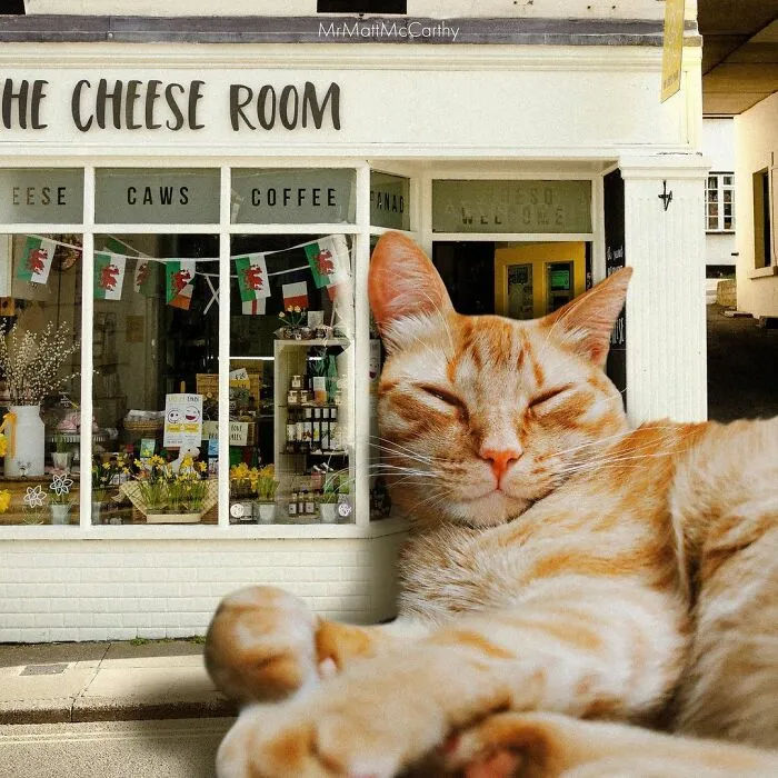 91 Surreal Photo Edits With Giant Cats By Matt McCarthy (New Pics)