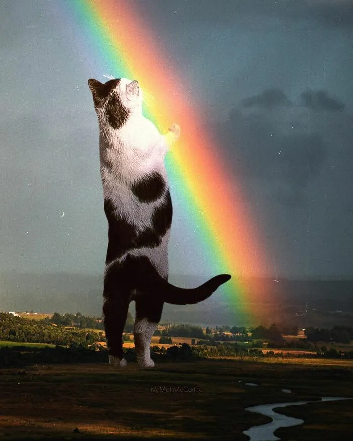 91 Surreal Photo Edits With Giant Cats By Matt McCarthy (New Pics)