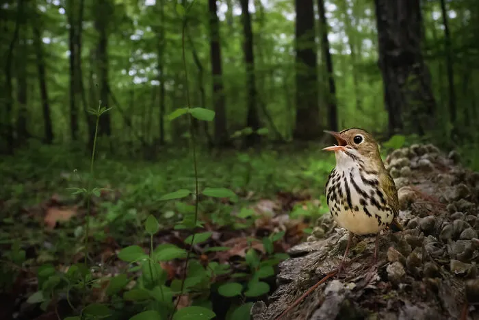 Birds In The Environment: ‘Claiming The Forest Floor’ By Joshua Galicki (Silver)