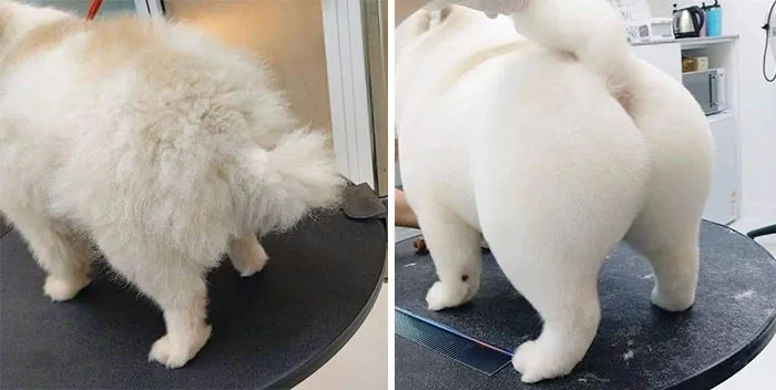 Important-Animals-Funny-Images
